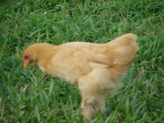 jsph_Buff-Cochin-Bantam.jpg