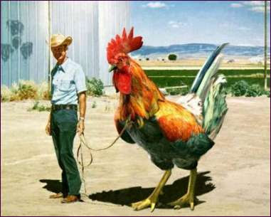 huge_rooster.jpg