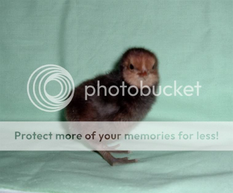 C016.jpg
