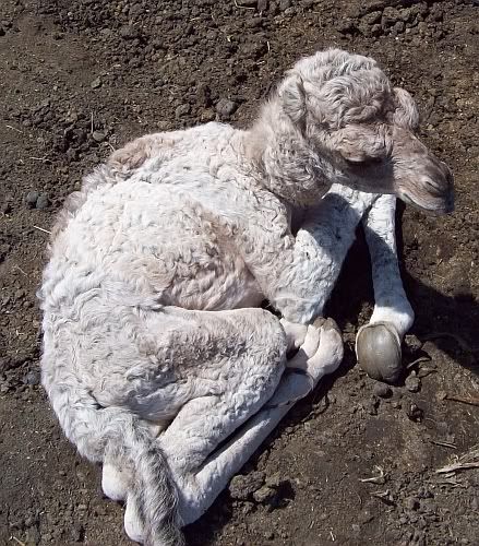 babycamel2.jpg