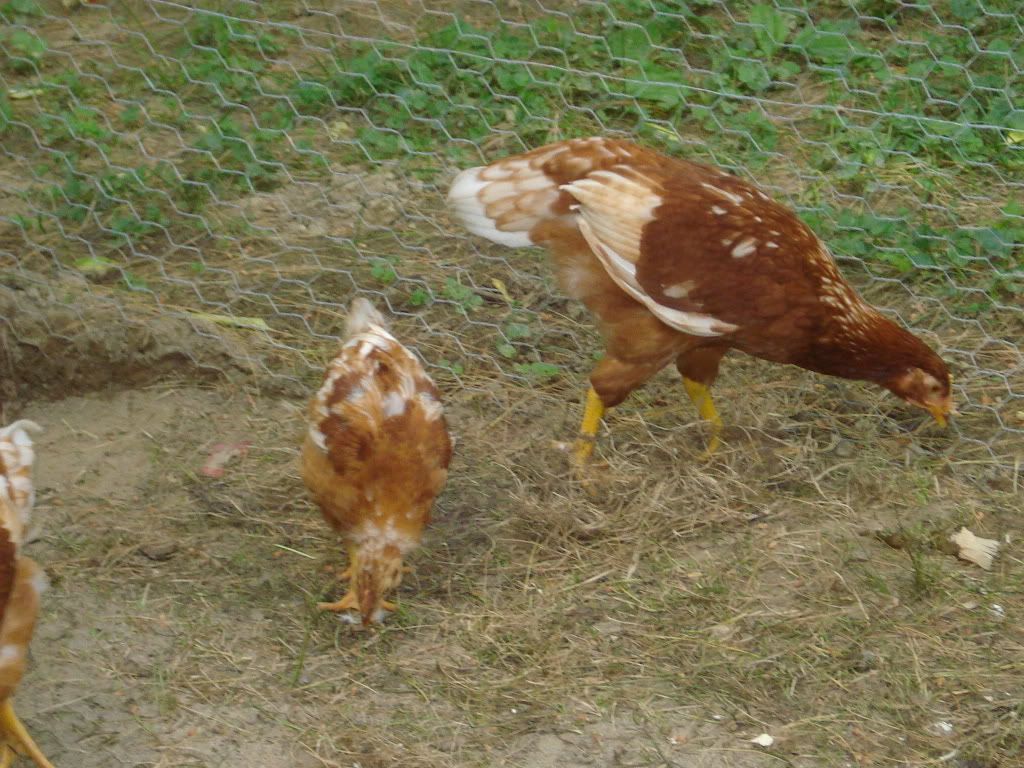 DSC04663.jpg