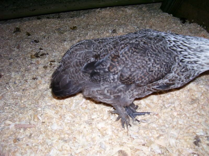 Chicks028-1.jpg