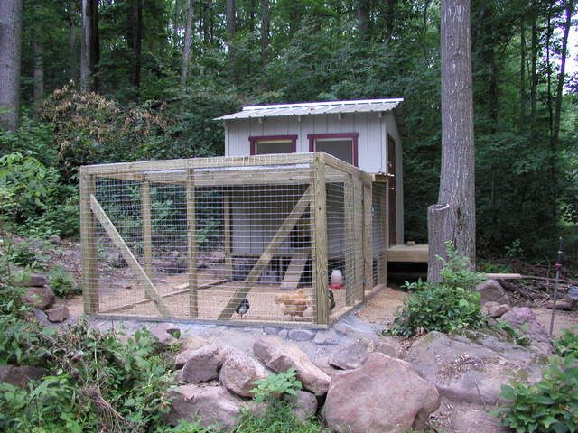 chickens7-19-07004.jpg