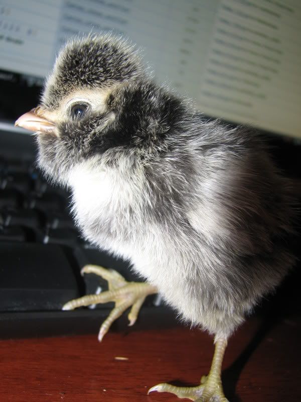cacklechicks030.jpg