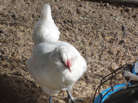 1209ameraucana2.jpg