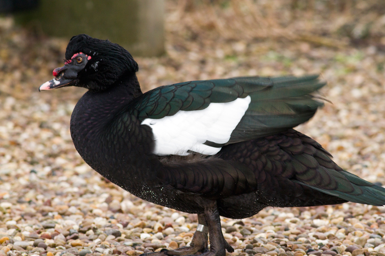 150122-muscovy-duck-Martin-Mere.jpg