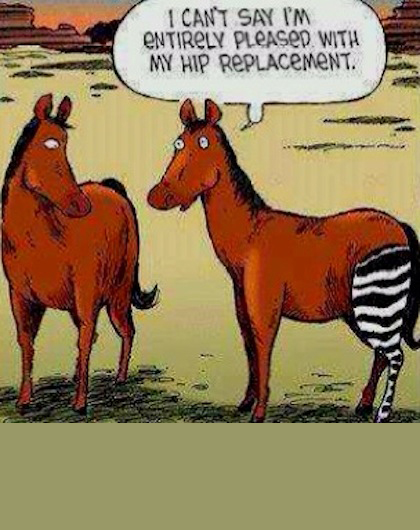 lol-zebra-horse-joke1.jpg