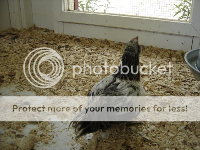 chickseat029.jpg