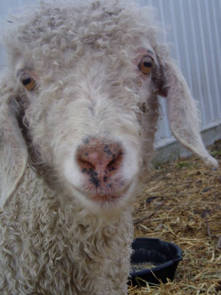 September_goats_027.JPG
