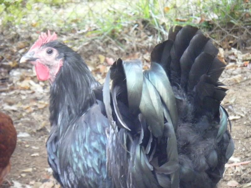 Chickenpics014.jpg