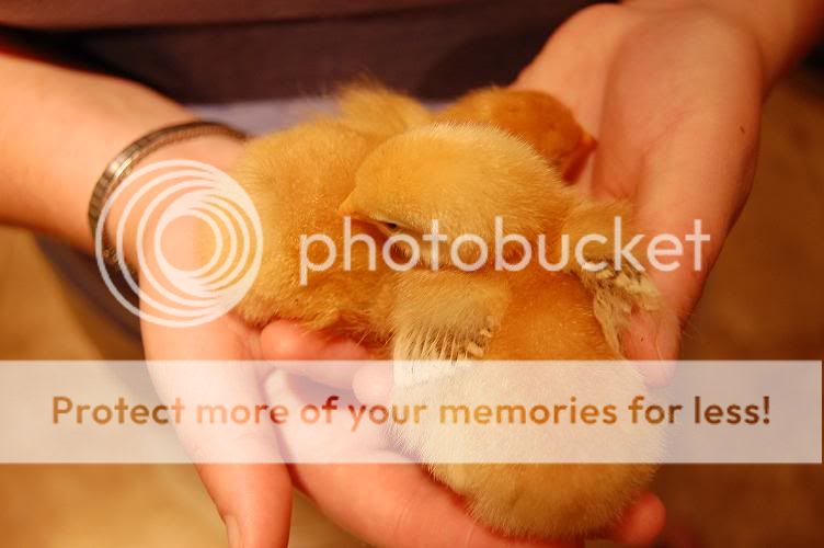 chickies03.jpg