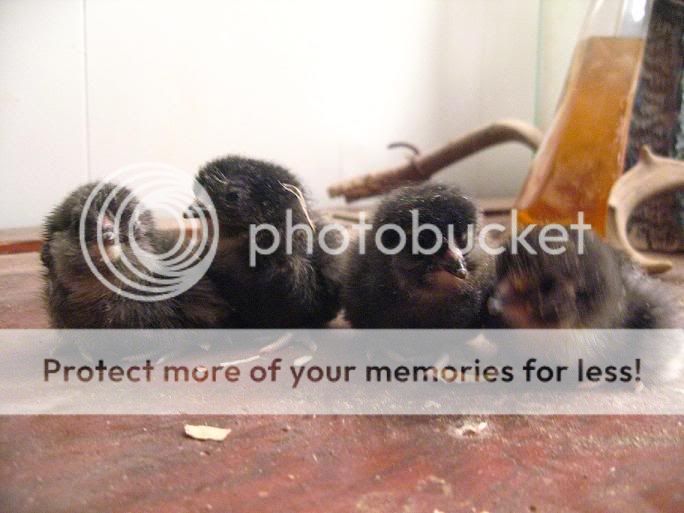 FourBlackAmeraucanas.jpg