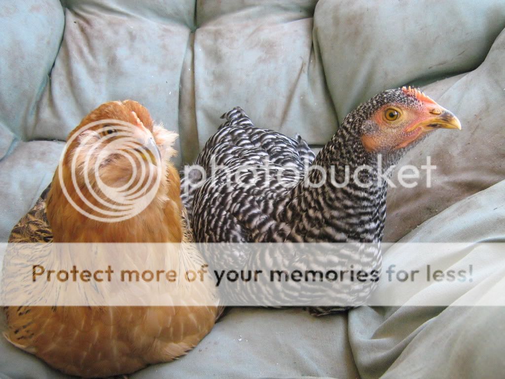 Integrating002.jpg