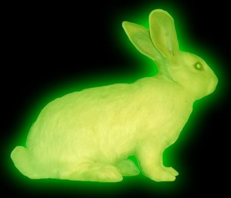 glowing_rabbit.jpg