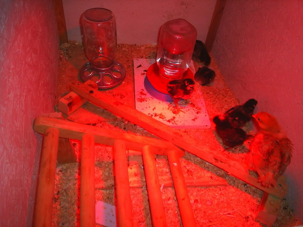 sickchicken004.jpg