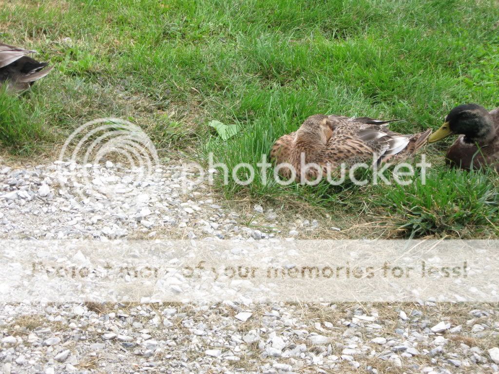 008-9.jpg