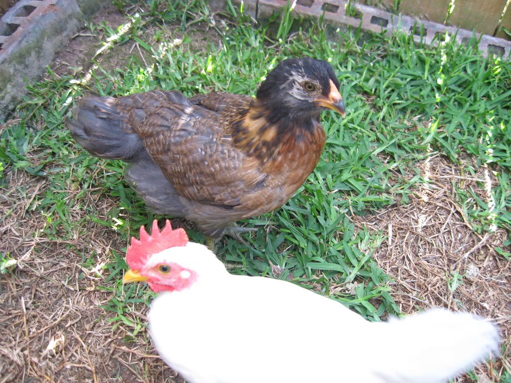 chickens017.jpg