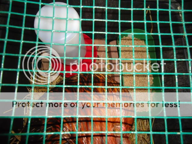 peckedBSLisolated004.jpg