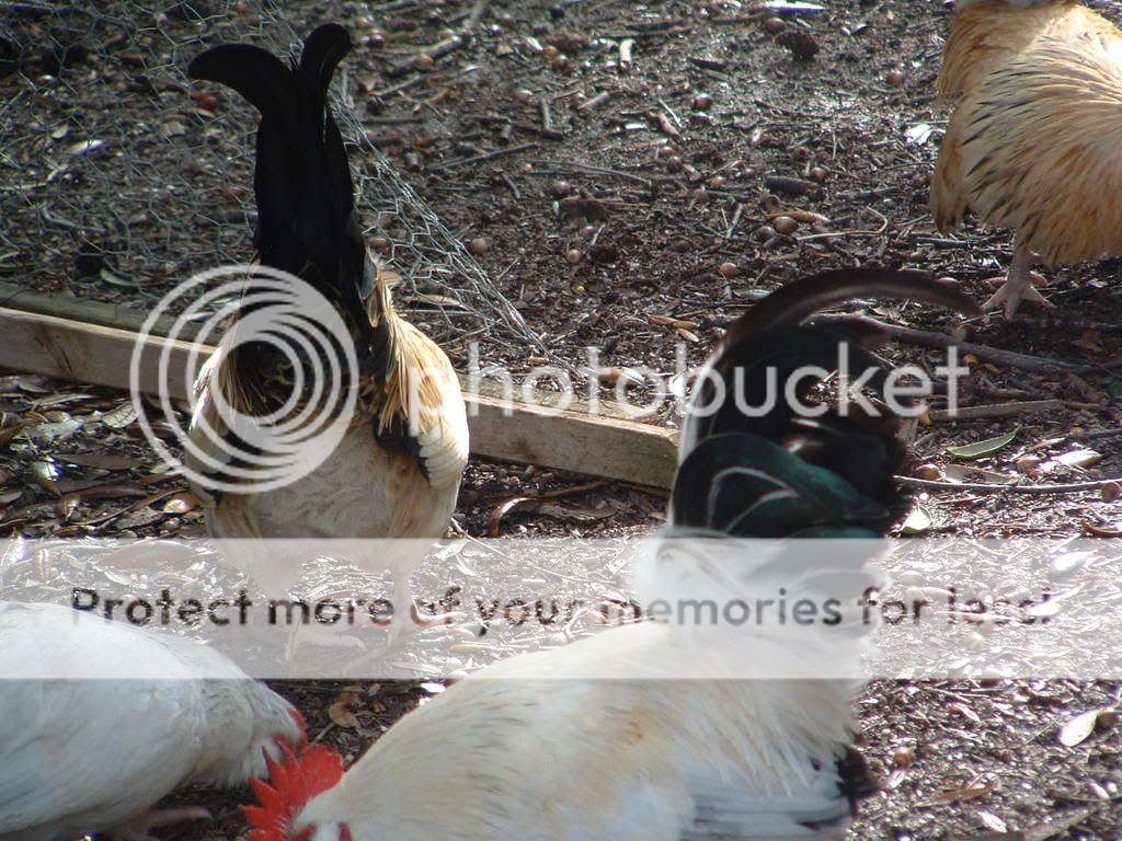 DSCF0218.jpg