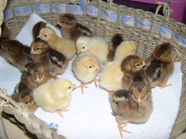 DSCN1668.jpg
