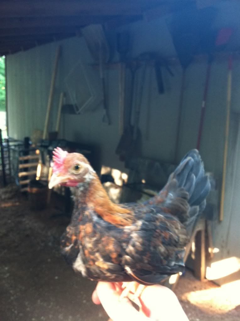 Iphonechickens070.jpg