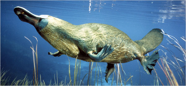 platypus-swim-peterarnold-bios.jpg