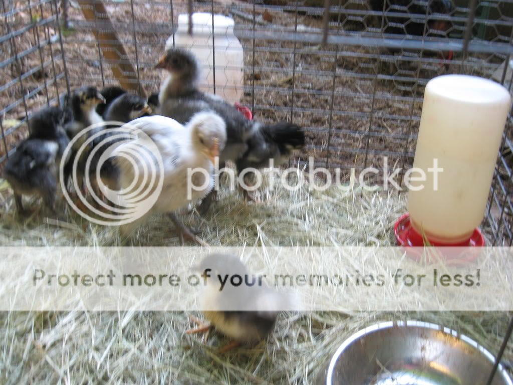 goatsandchickens035.jpg