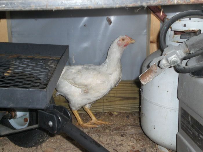chicken007.jpg