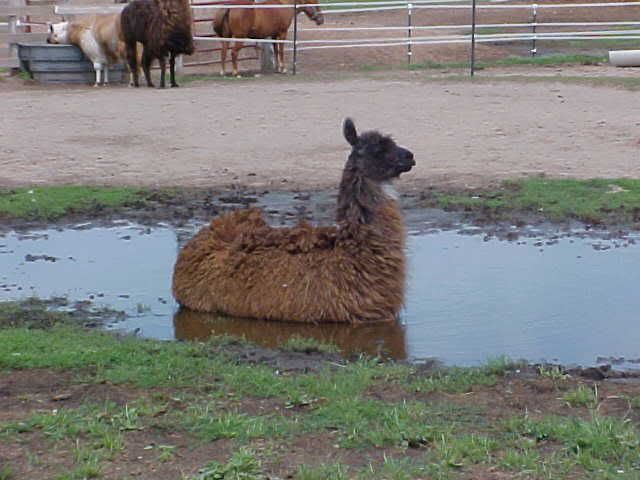 Tippiinmudpuddle.jpg