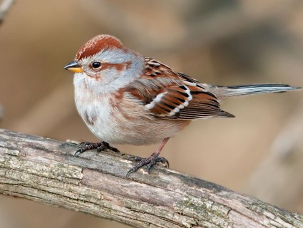 american_tree_sparrow_6.jpg