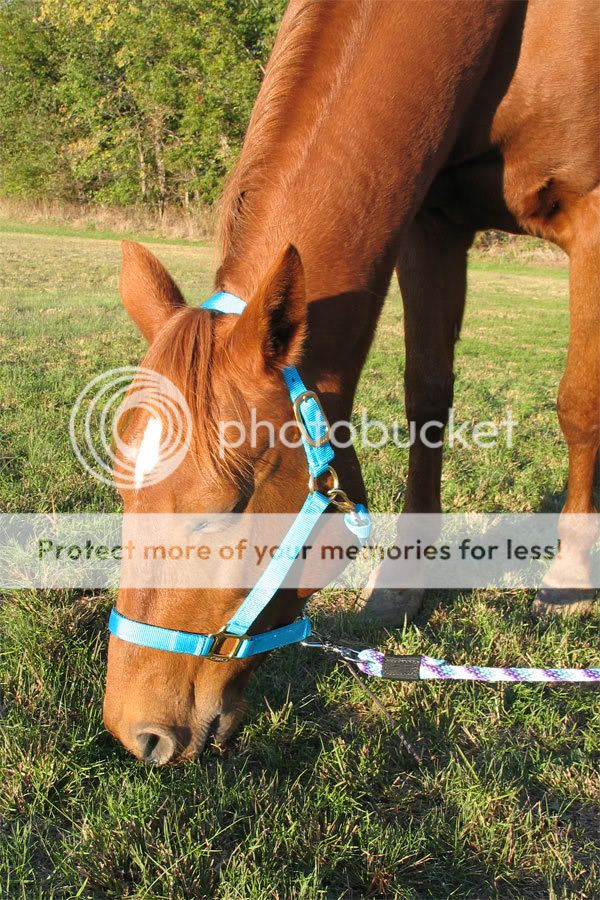 web-Tessie-eating.jpg