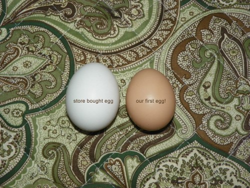 eggs-500x375.jpg