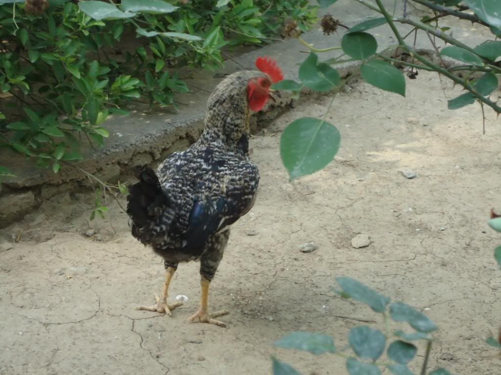 guinneafowl025.jpg