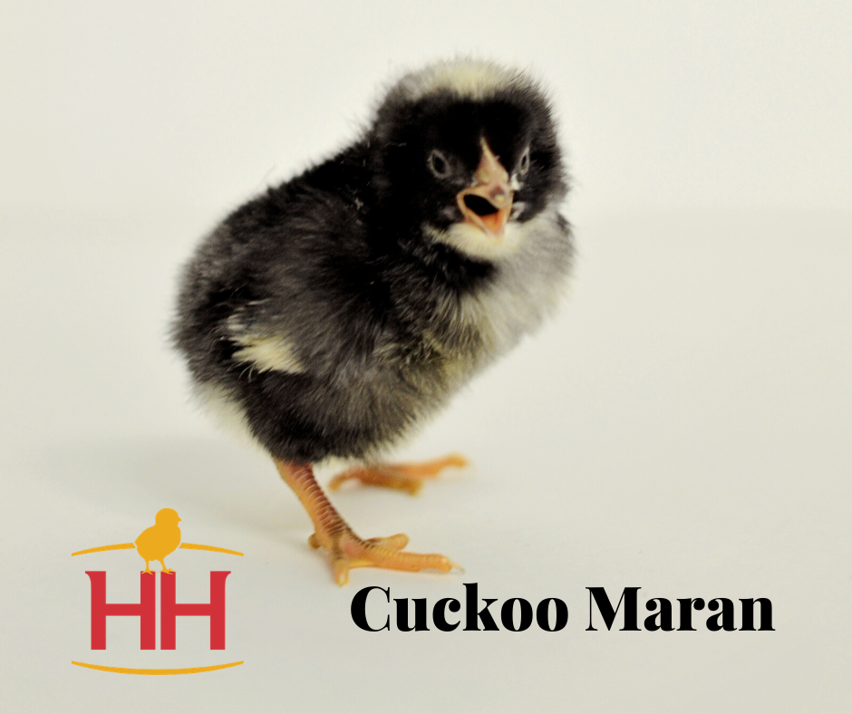 Cuckoo%20Maran%20Baby%20Chicks.png