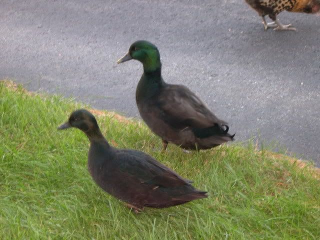 DSCN1801.jpg
