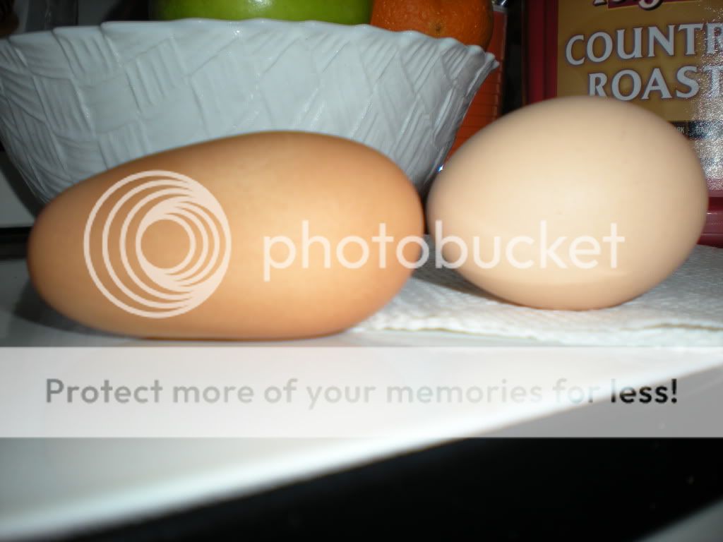 DSCN1166.jpg