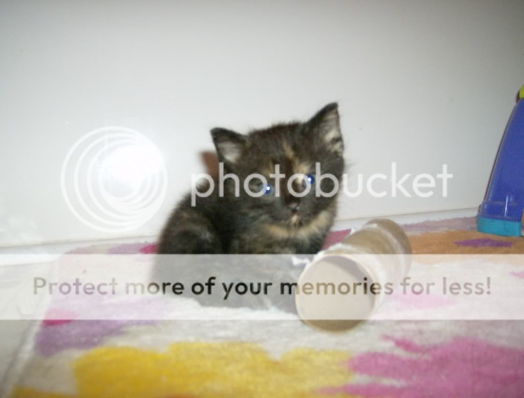 Kittens007.jpg