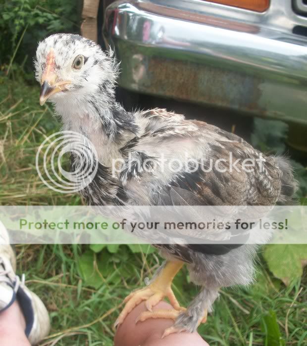 Donald6weeks2.jpg