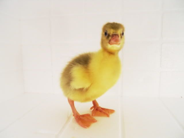 DSCN1379.jpg