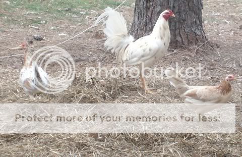 Gamefowl1.jpg