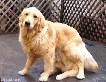 8L8wX7j.gif