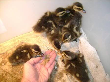 babyrouenducks.jpg