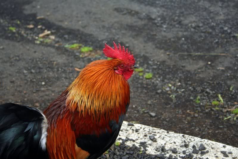 Hawaiiredjglarge.jpg