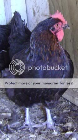 hens3.jpg