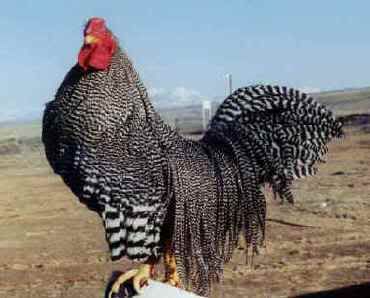 grizzleyRooster.jpg