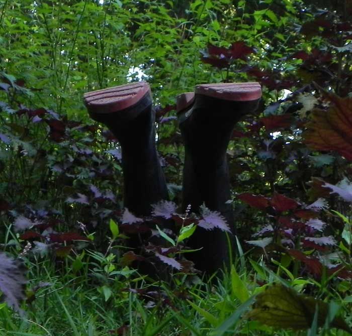 bootsup0711.jpg
