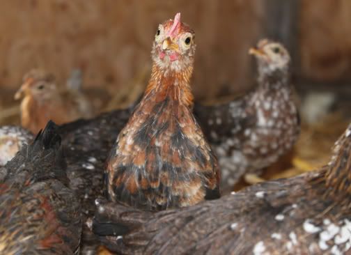 chicken1.jpg