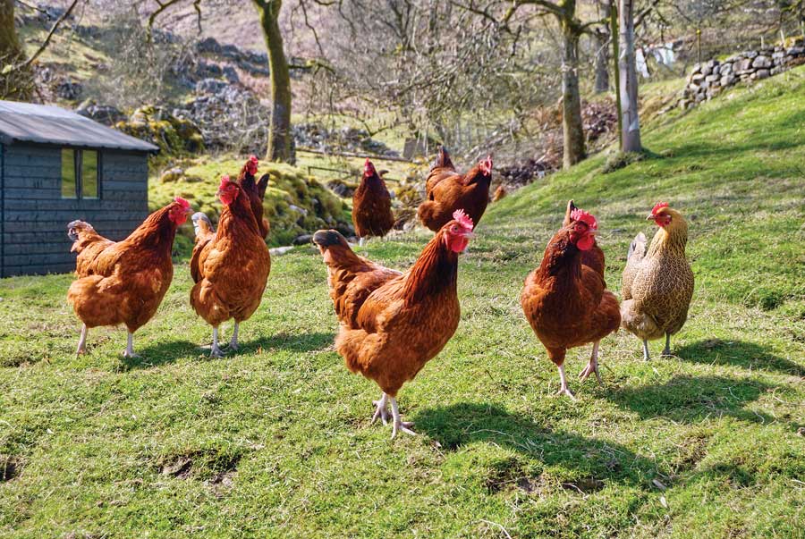 chickens1.jpg