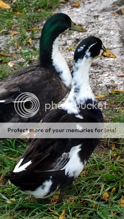 oddducks.jpg