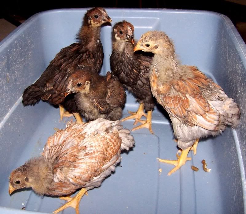 blrwchicks2.jpg